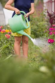Im grunde ist das gießen ausgepflanzter bäume nicht notwendig, da diese sich über ihr wurzelsystem selbst versorgen. Gefalligkeitshandlungen Wie Blumengiessen Eintritt Der Privaten Haftpflichtversicherung