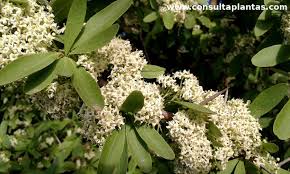 Image result for Gymnosporia glaucophylla