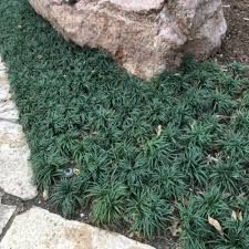 Complete Guide To Mondo Grass How To Grow Care For It