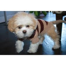 Hip Doggie Hip Super Soft Striped Sweater Free Shipping 2020 Goruntuler Ile Kopek