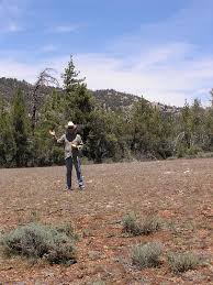 Image result for Ursinia montana