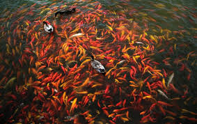 We did not find results for: How Many Fish Will Fit In A Backyard Pond Per Gallon