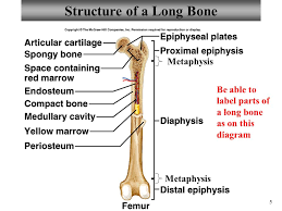 .below, label the long bone to the right bonus: Long Bone Diagram Labled Introduction To Bone Boundless Anatomy And Physiology Long Bone Structure Diagram And Definitions Flashcards Quizlet
