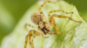 Image result for spinne biss haut reaktion