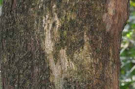 Image result for Antidesma venosum