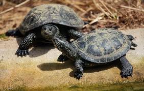 Finding the perfect pet turtle | pet territory. Types Of Turtles 33 Small Cute Pet Turtles For Beginners Everything Reptiles