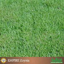 Empire Zoysia Tampa Bay Sod 813 936 5081 Zoysia Grass Sod Zoysia Sod