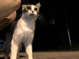 pin by iloveyouiloveusmost on 2021 03 08 in 2021 animals cats