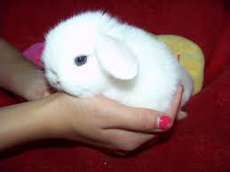 Black And White Holland Lop Bunnies Blue Eyed White Holland Lop Bunny Cute Little Animals Holland Lop Bunnies Cute Bunny