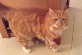 Any time the back legs are involved, like when they can't close them when lying on their side, and a fat belly is noted be sure to check for urinary blockage, especially a male. Cat S Been Limping Possible Causes Mumsnet
