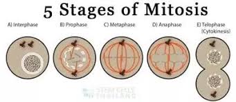 Interphase is the first of two phases of the. Is Interphase A Stage Of Mitosis Quora