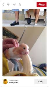 Pin De Luke Farquhar Em Mr Luke Likes Hamster Comendo Hamster Banana