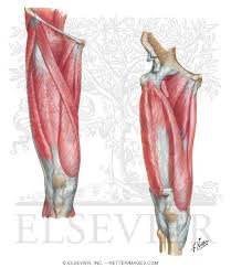 Most modern anatomists define 17 of these muscles, although some additional muscles may sometimes be considered. Muscles Of Front Of Hip And Thigh