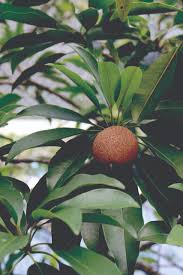 Image result for Manilkara zapota