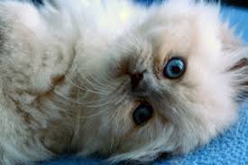 For the animal, see himalayan cat. Himalayan Kitten By Fohat On Deviantart
