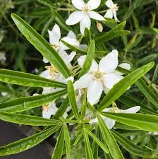 Image result for Kotschya carsonii