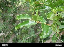 Image result for Galpinia transvaalica