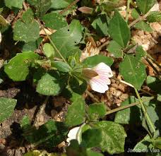 Image result for Blepharis maderaspatensis