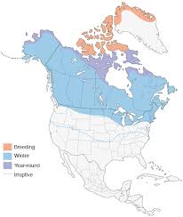 Snowy Owl Overview All About Birds Cornell Lab Of Ornithology