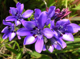 Image result for Babiana