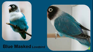 African Love Birds Classification And Type Of Color