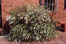 Image result for Spiraea thunbergii