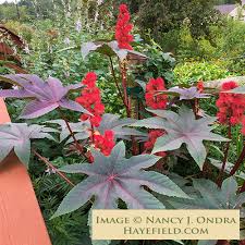 Image result for Ricinus communis