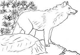 Wolf coloring book for adults vector illustration. Free Printable Wolf Coloring Pages For Kids