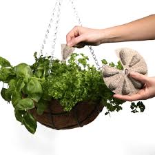 It is not a tomato variety often sold in garden centres, but the seeds are readily available from online gardening sites and seed catalogues. Grow Your Own Moneymaker Tomato Craftyarts Co Uk
