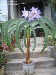Pin On Fake Plants Flowers