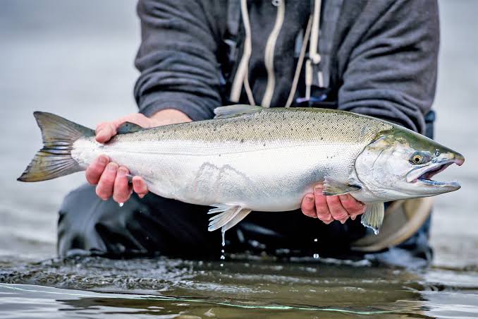 Coho Salmon - Silver Salmon - The Fly Shop