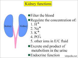 Renal Function Tests Renal Parameters Part 1 Labpedia Net