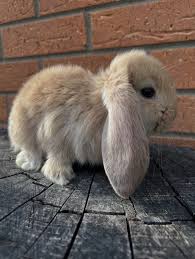 🐻HOW?! HOW is this gorgeous boy still available?🐻 Beautiful Tort Buck  available for pet or breeding 🏡