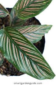 12 Stunning Calathea Varieties You Will Love Smart Garden Guide Calathea Plant Calathea Smart Garden