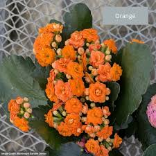Image result for Kalanchoe calandiva