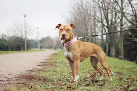 Buldok ve terye cinslerinin çiftleşmesi ile elde edildikleri için ağız ve. American Pit Bull Terrier Charakter Haltung Pflege Rassebeschreibung