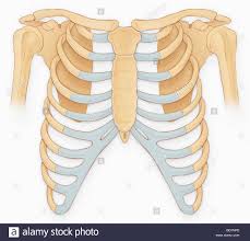 Rib Cage Illustration Stock Photos Rib Cage Illustration