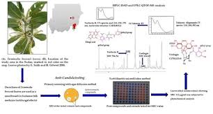Image result for Terminalia brachystemma