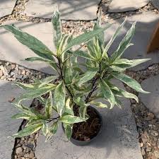 Image result for Justicia australis