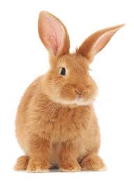 Maybe you would like to learn more about one of these? Mission Animal Hospital Home