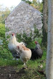 Check spelling or type a new query. Royalty Free Brahma Chicken Photos Free Download Pxfuel