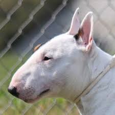 Image result for bulteriér