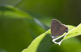 Image result for Liparis harketii