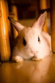 Stress can cause body function changes that can kill a rabbit. Heat Stroke In Rabbits Symptoms Treatment