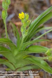 Image result for Hypoxis hemerocallidea