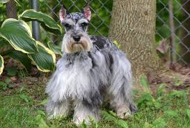 Visit us now to find the right miniature schnauzer for you. Tigger Blue Merle Small Miniature Schnauzer Windy Hill Kennel