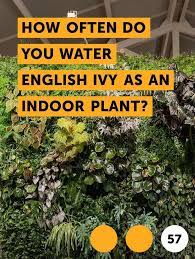 Learn How Often Do You Water English Ivy As An Indoor Plant How To Guides Tips And Tricks English Ivy Indoor Ivy Plant Indoor English Ivy