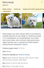 Maltese Terrier Canakkale Home Facebook