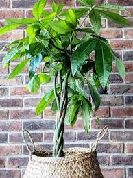Pin On Plants