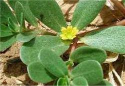 Resultado de imagem para beldroega